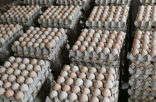 養(yǎng)雞場(chǎng)采暖到雞蛋清洗烘干 智能熱泵一站全搞定-空氣能熱泵廠家